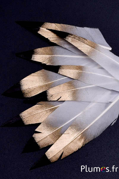 Petali di piuma - 6-8 x 2-3 cm - bianco-dorato-nero frammento